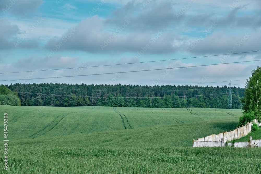 Beauty landscape of grass field with forest trees and environment public park with sun rays Beauty landscape of grass field with forest trees and environment public park with sun rays