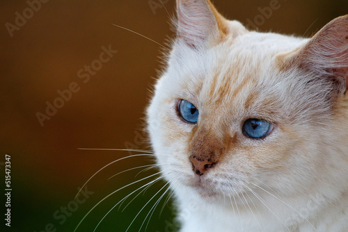 White Squint Cat with freckles and a beautiful blue eyes and white and brown hairs looking at a bird in the garden. 