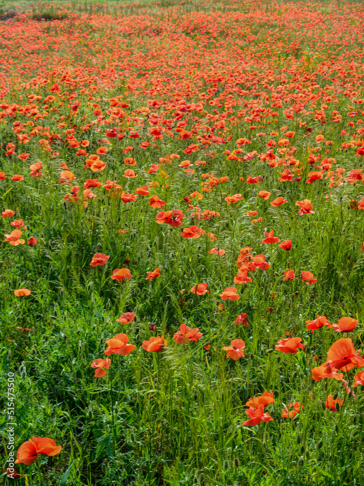 Blooming red poppy in a wheat field - Papaver rhoeas .