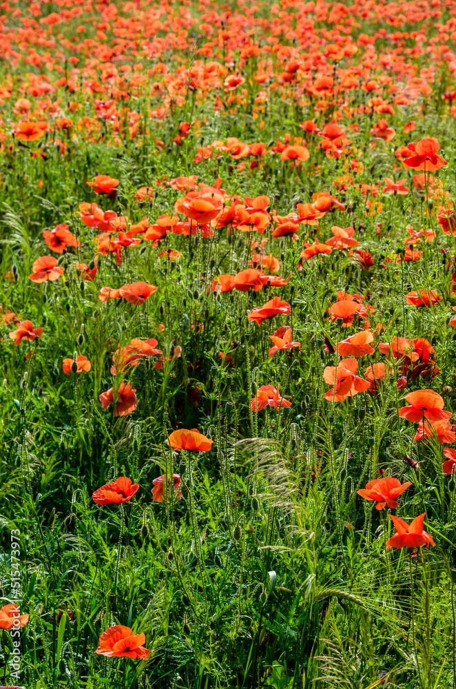 Blooming red poppy in a wheat field - Papaver rhoeas .