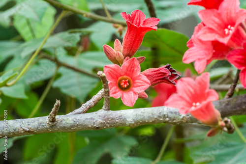 Flowers of Brachychiton Bidwilli Blooming in Summer photo