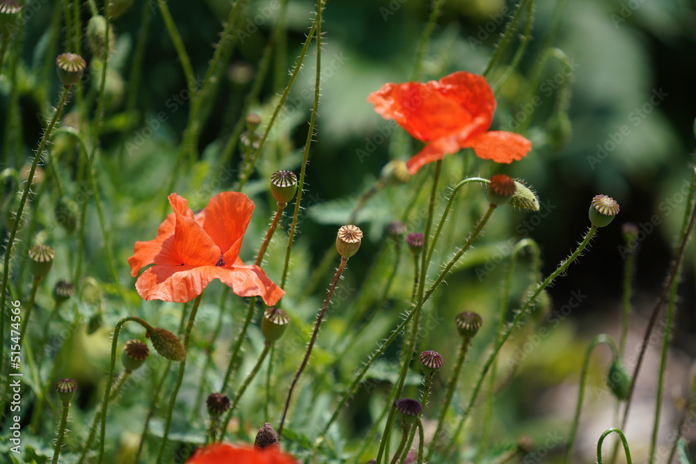Fototapeta premium Meadow with lots of greenery and colorful flowers