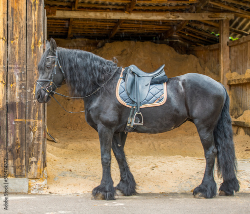 beautiful black horse stallion on the background of the stable in full growth with an empty space for text