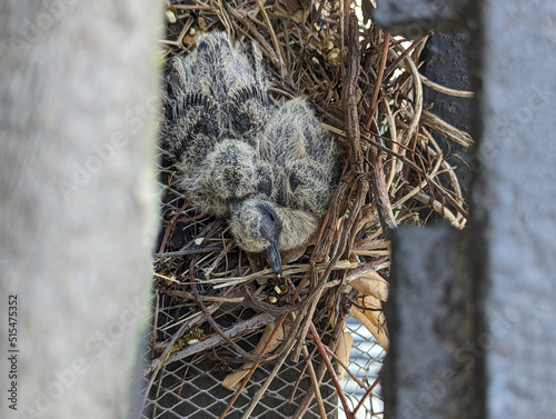 Two baby birds just born cuddling in the nest with no parent. Mourning doves