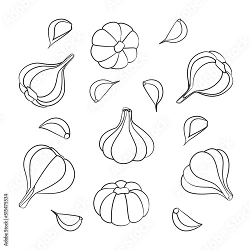 Garlic and garlic cloves in a linear style vector illustration. Set of garlic black and white isolated on white background. Illustration of vegetables vegan food.