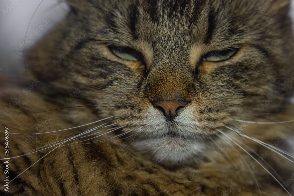 Gray brown tabby cat face with nice white hairy chin