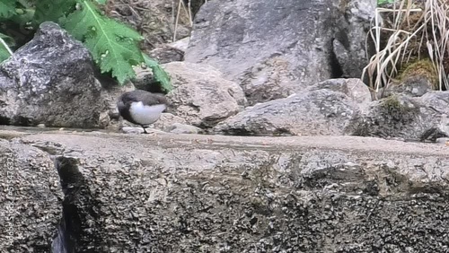 merlo acquaiolo