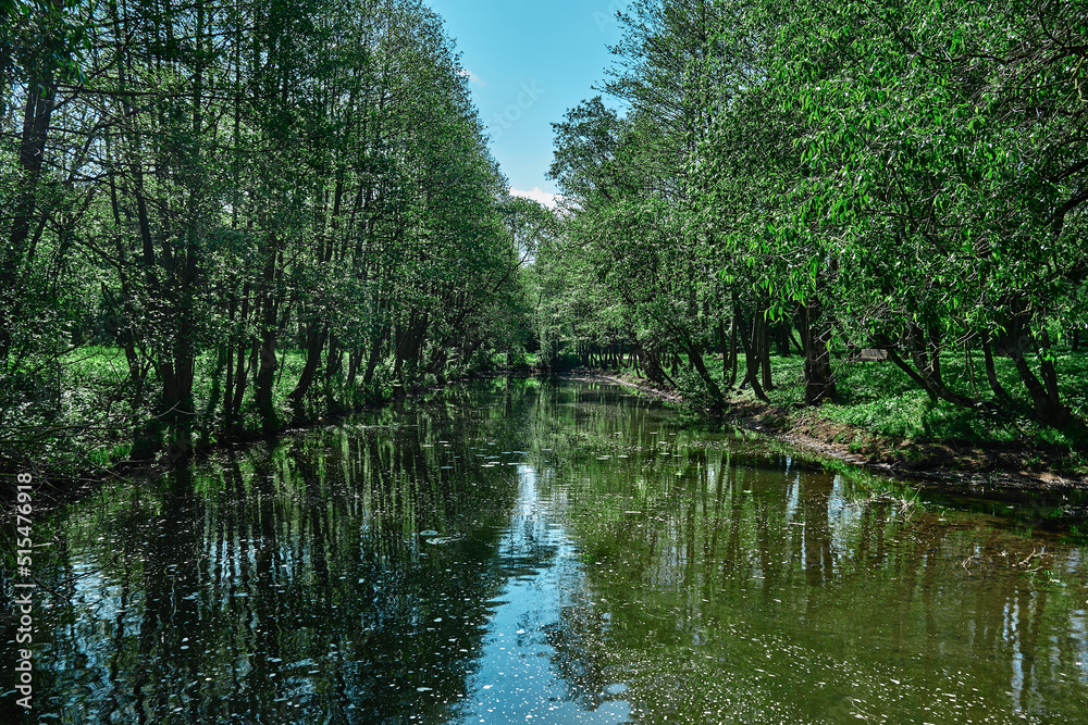 Green moss on stones on a river in the very green forrest Green moss on stones on a river in the very green forrest