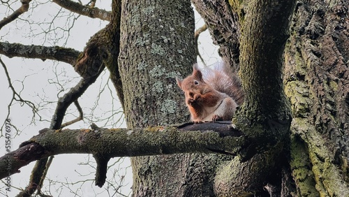 Squirrel sitting on a tree in winter