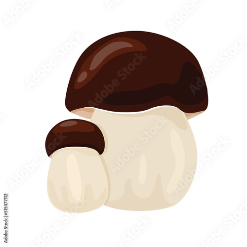 Two beautiful fresh mushrooms vector illustration. Boletus edulis isolated on a white background. Autumn mushroom collection season.