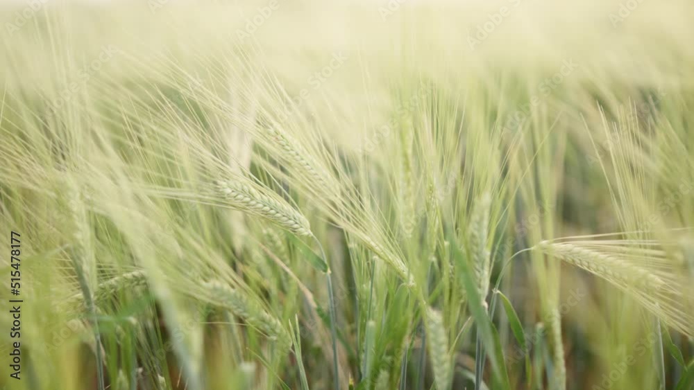 Agriculture field of wheat spikelets, cinematic background Agriculture field of wheat spikelets, cinematic background
