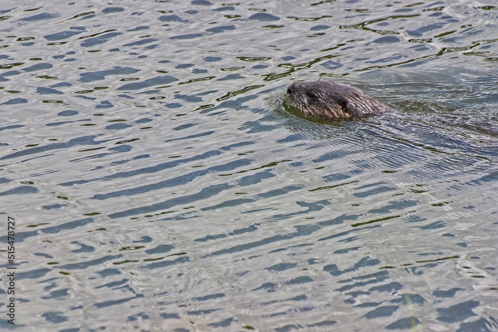 North American river otter swimming in Florida fresh water lake North American river otter swimming in Florida fresh water lake