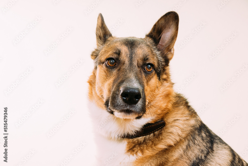 Portrait of mixed-breed mongrel dog with ears sticking out on white background, copy space. Dog dog looks intently at the camera.