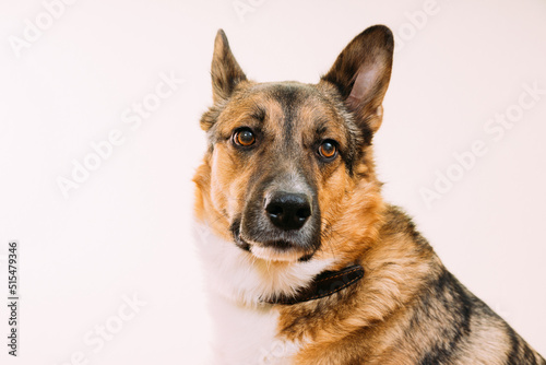 Portrait of mixed-breed mongrel dog with ears sticking out on white background  copy space. Dog dog looks intently at the camera.