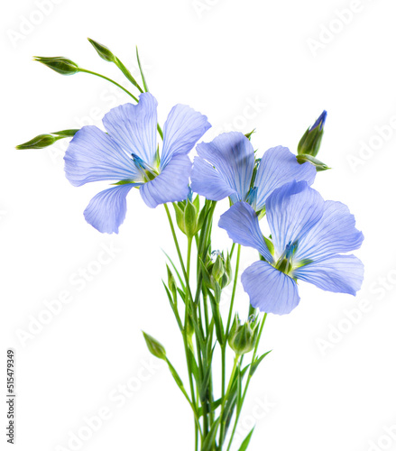 Flax flowers isolated on white background. Bouquet of blue common flax, linseed or linum usitatissimum.