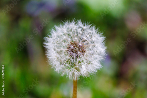 Close up of a Dandelion  Taraxacum officinale  seed head during summer. Selective focus  background blur and foreground blur. 