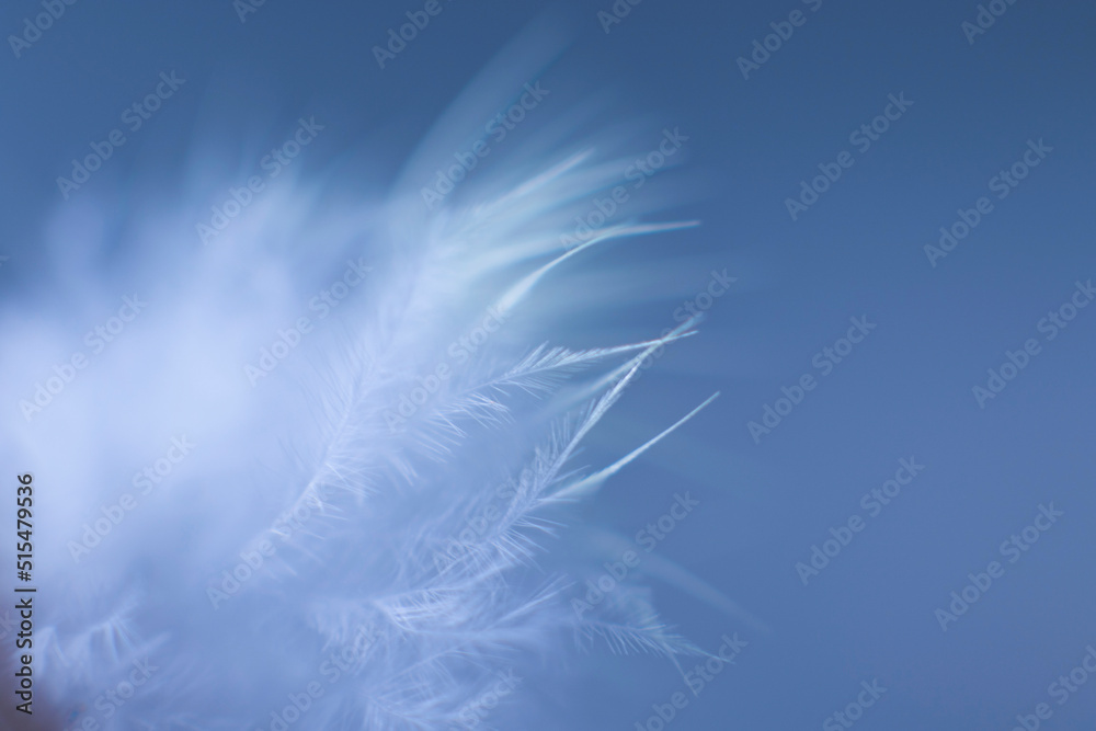 Fototapeta premium Feather, bird feather, blue background