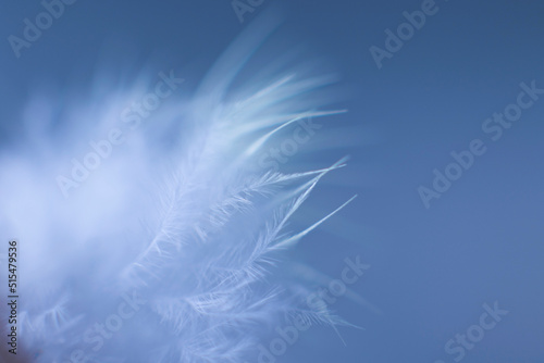 Feather, bird feather, blue background