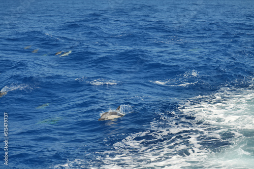 Wunderschöne Delphine zwischen Insel Korfu und Insel Paxos im ionischen Meer in Griechenland mit Einsatz von Polarisationfilter
