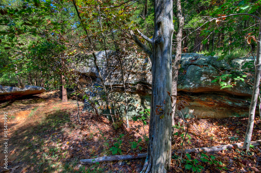 Lichen covered limesyone outcrops amidst a woodland forest dappled in sunlight. Lichen covered limesyone outcrops amidst a woodland forest dappled in sunlight.