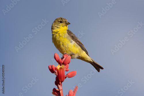 A male Lesser Goldfinch perches on top of a stalk of red yucca flowers in early morning light with a blue sky in the background.