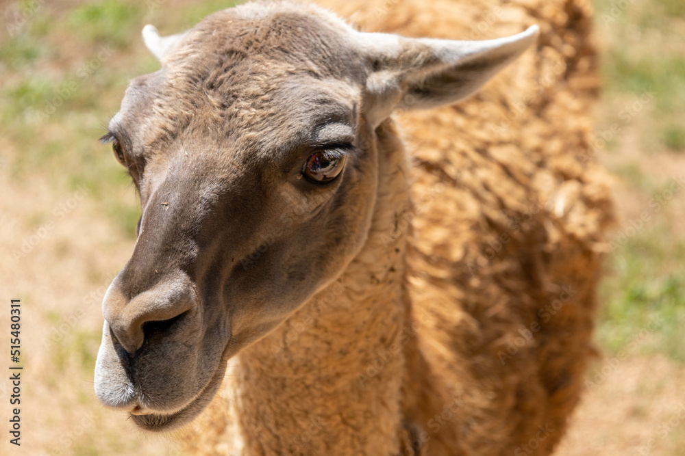 Llama guanaco close-up photography looking at camera front view