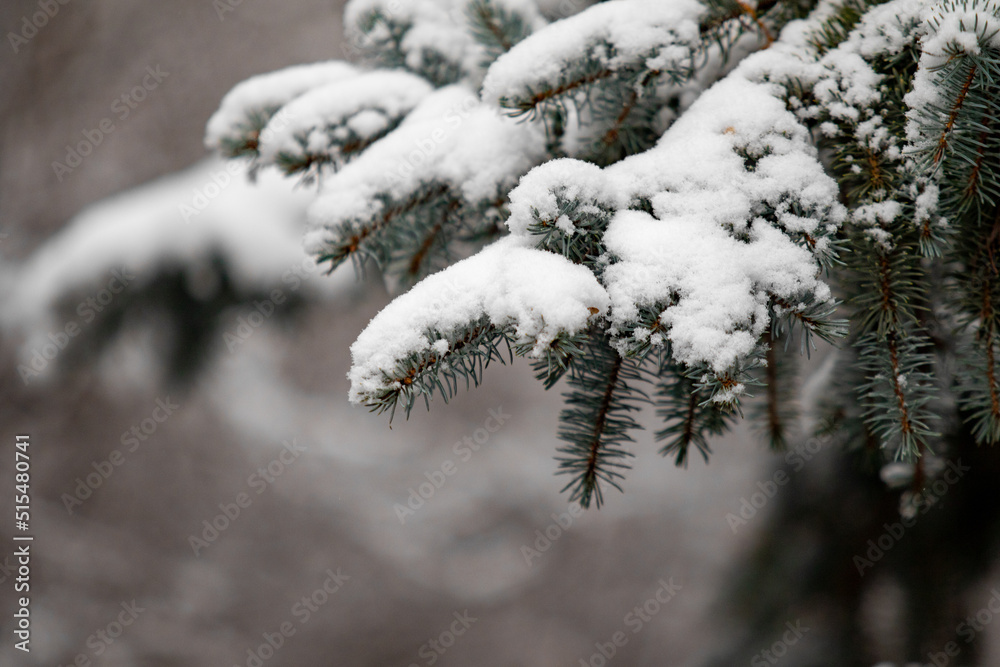 Fir green branches in the snow, in winter.