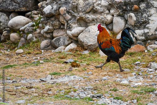 rooster in the grass