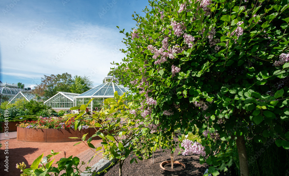 Amazing Lilac tree blossoms and greenhouse  beging in Botanical garden in Helsinki