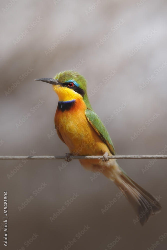 Fototapeta premium Colorful bee-eater.