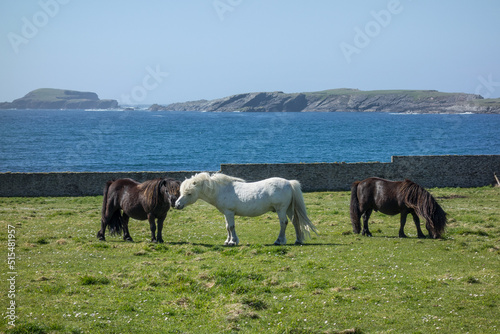 Schilderij op canvas Lerwick und die Shetland Inselne