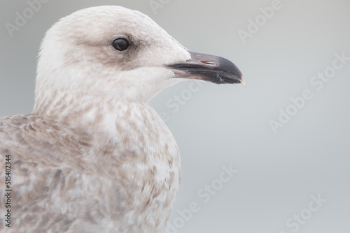 Portrait of a Herringgull © Nathalie