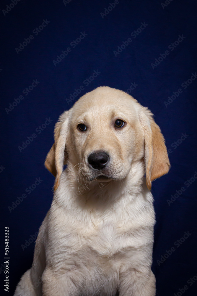 Yellow Lab Puppy Looks to the Side in front of a Navy Blue Background