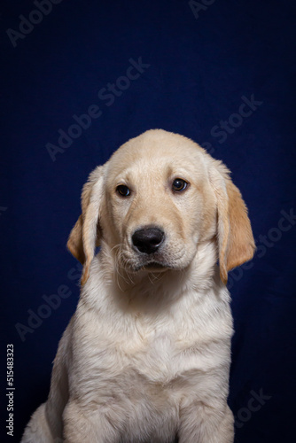 Yellow Lab Puppy Looks to the Side in front of a Navy Blue Background © E. M. Winterbourne