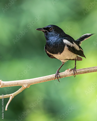 Front close up of a Oriental Magpie