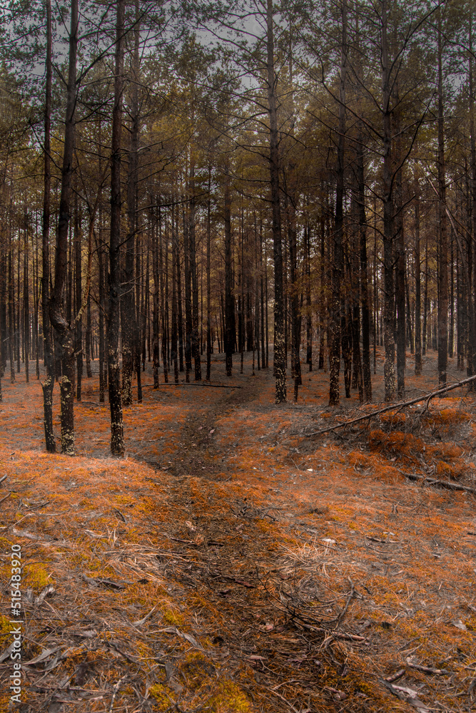 gloomy orange forest gloomy orange forest