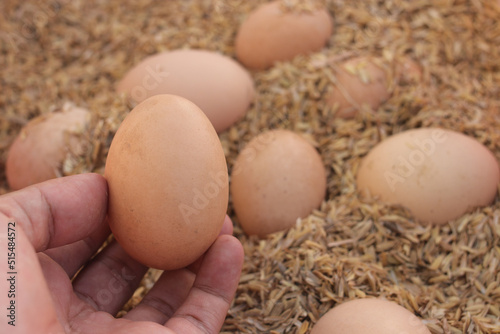 Hand holding chicken egg in a farm