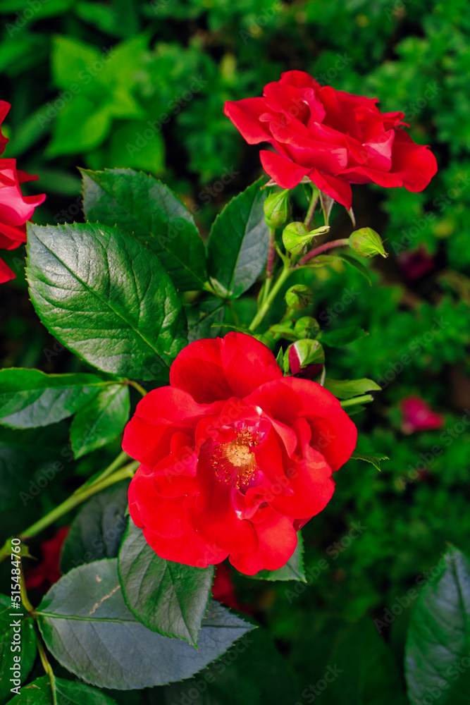 China Rosen im Sommer im Garten China Rosen im Sommer im Garten