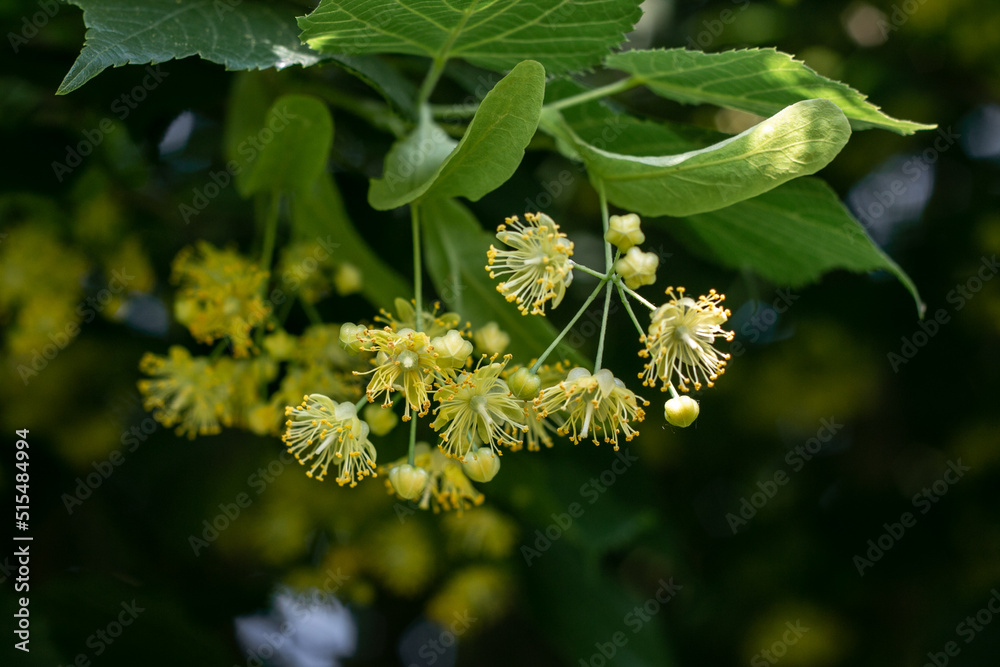 Flowers of a blossoming linden tree on a blurred background. Blooming large-leaved linden (Tilia). The concept of natural medicine, medicinal herbal teas, aromatherapy. Soft focus.Close-up. Flowers of a blossoming linden tree on a blurred background. Blooming large-leaved linden (Tilia). The concept of natural medicine, medicinal herbal teas, aromatherapy. Soft focus.Close-up.