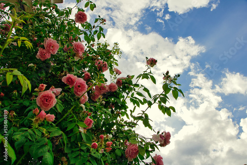 Rosa China Rosen mit einem blauen Himmel im Hintergrund  photo