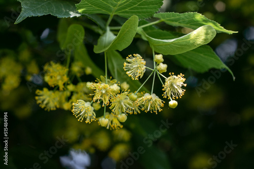 Flowers of a blossoming linden tree on a blurred background. Blooming large-leaved linden (Tilia). The concept of natural medicine, medicinal herbal teas, aromatherapy. Soft focus.Close-up.