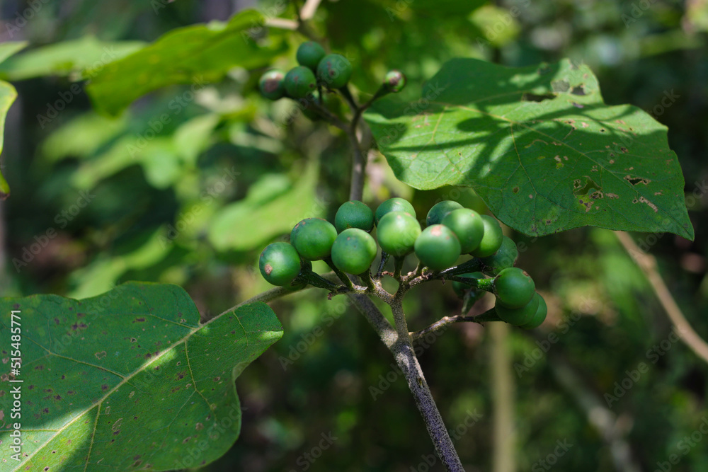Takokak (Solanum torvum) in the woods Takokak (Solanum torvum) in the woods