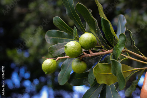 Photos Macadamia nuts on tree in the garden