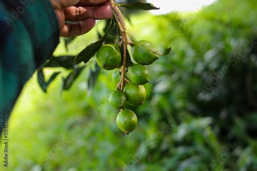 Hand holding a bunch of macadamia nuts on tree photo