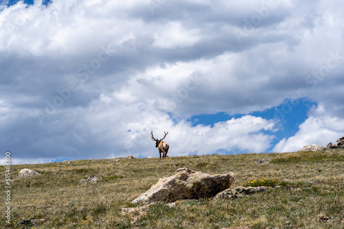 The elk at Rocky Mountain National Park, Colorado, USA