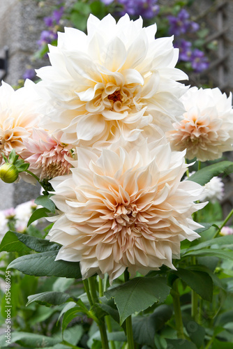 Dahlia Cafe au Lait flower plant growing in summer garden. 