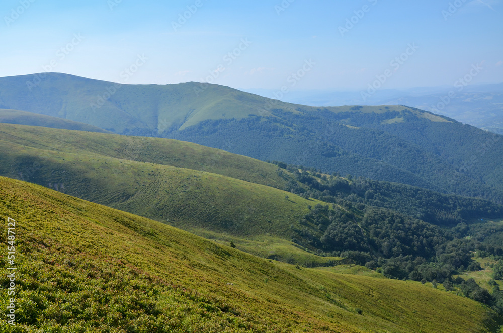 Majestic mountain hills covered in green lush blueberry fields at Borzhava ridge on sunny summer day. Carpathian Mountains, Ukraine