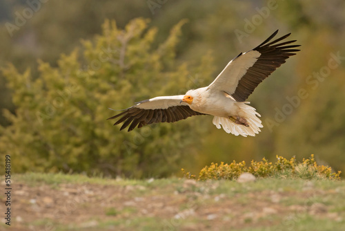 Ścierwnik, Egyptian vulture, white scavenger vulture, pharaoh's chicken (Neophron percnopterus) © Grzegorz