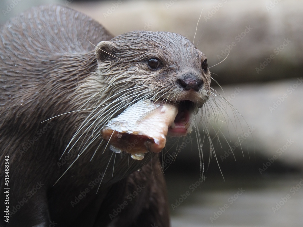Otter with brown fur and long white whiskers holding fish taken out of water in mouth Otter with brown fur and long white whiskers holding fish taken out of water in mouth
