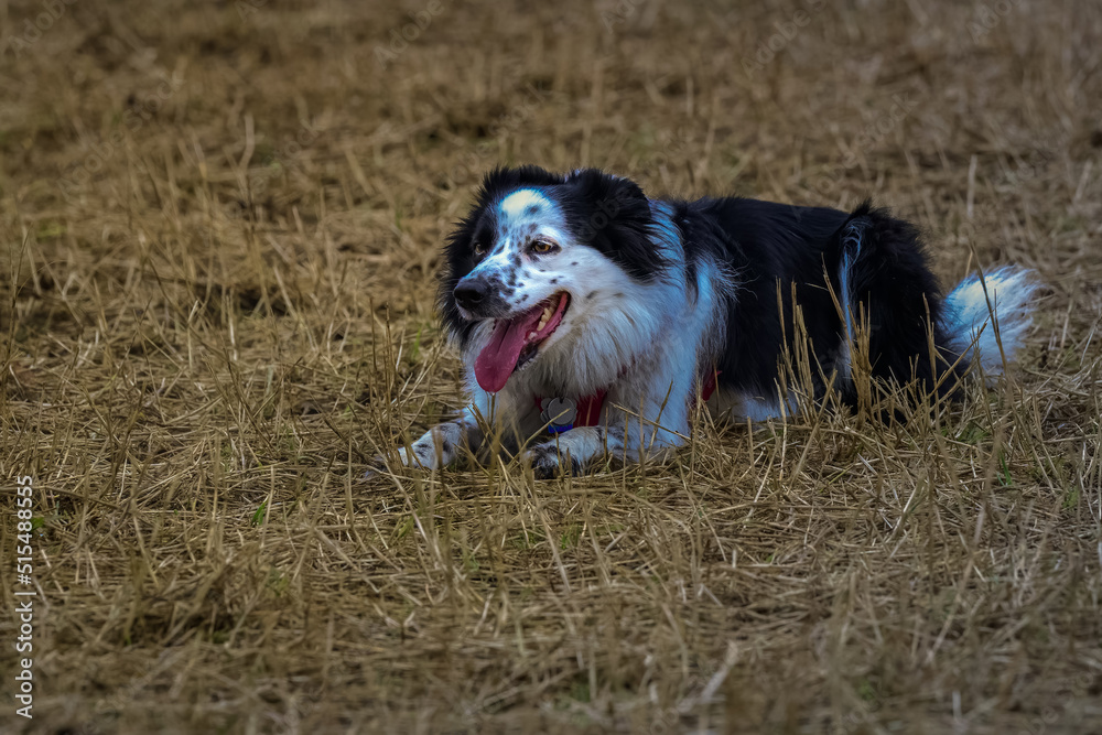 2022-07-05 A BLACK AND WHITE BORDER COLLIE LYING IN BROWN GRASS WITH IT MOUTH OPEN AND TOUNGE OUT 